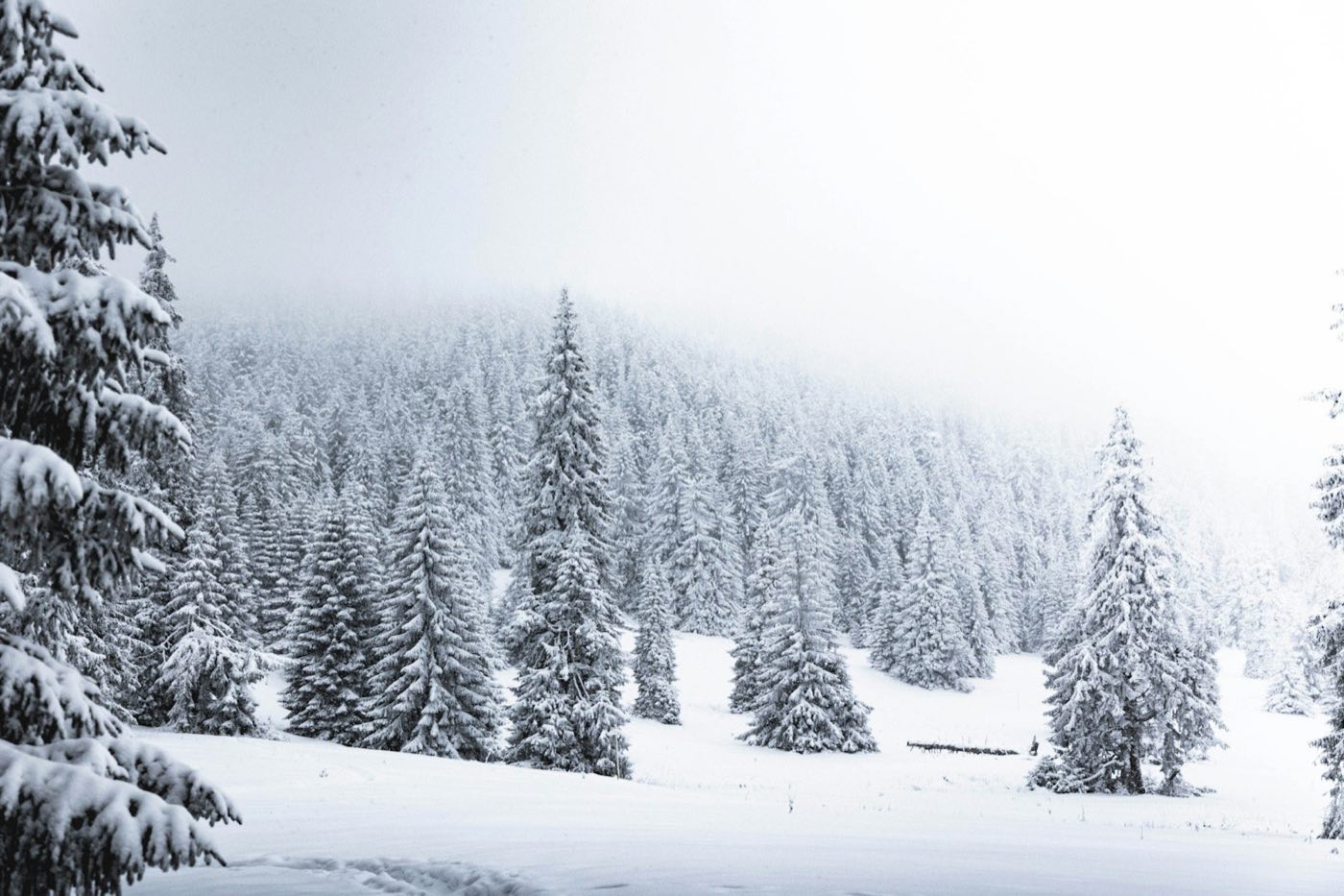 Snow-covered evergreen forest in soft mist (stock placeholder)