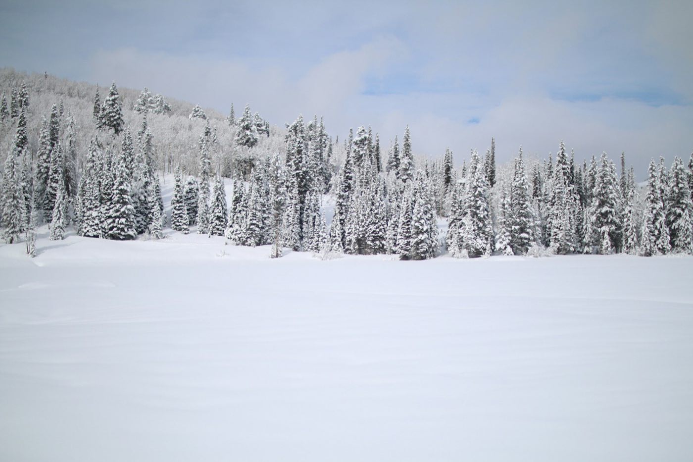 Snow-laden evergreen forest under a soft winter sky (stock placeholder)